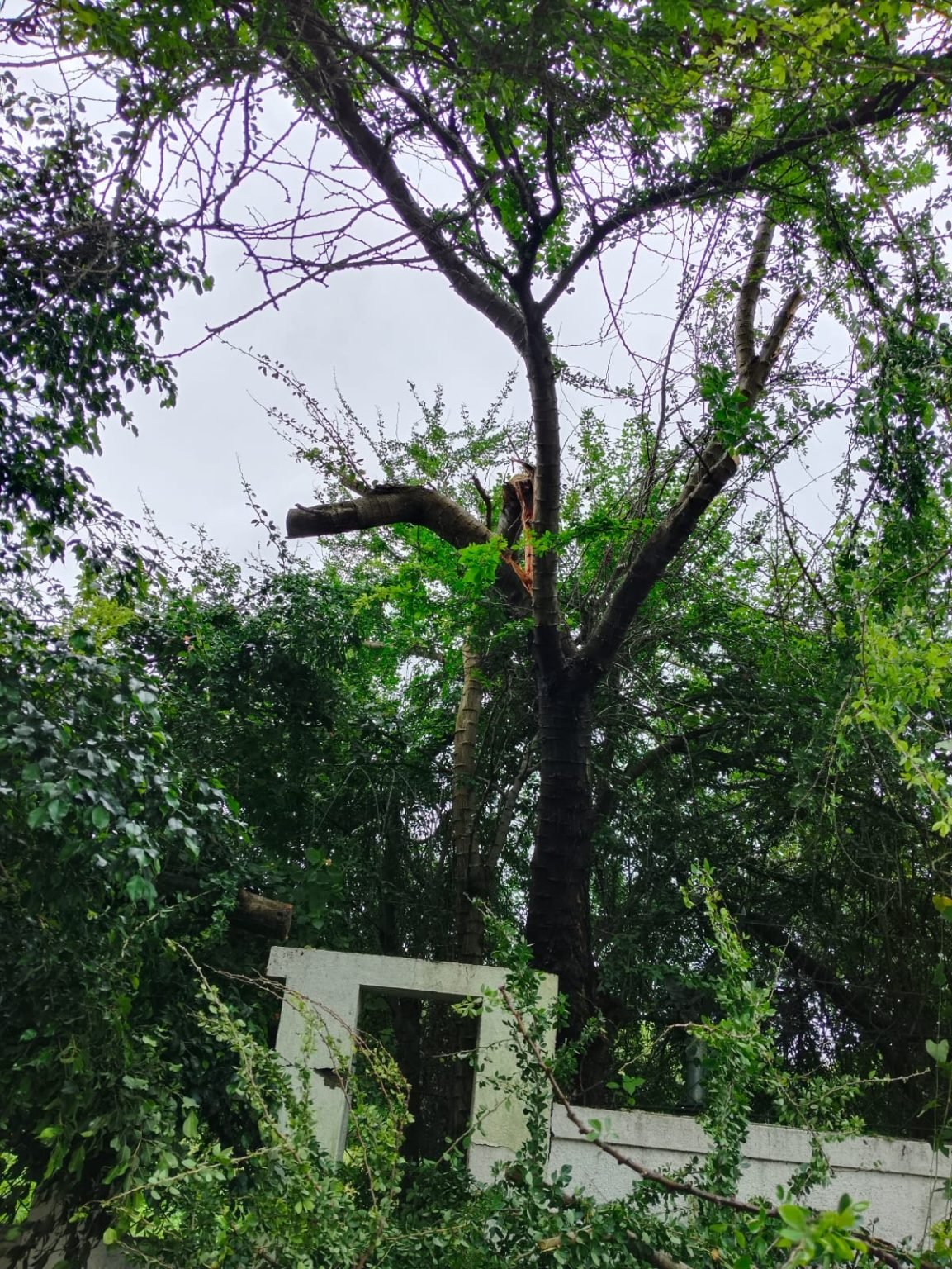 पिंपळे निलखच्या साहिल हाईट्स सोसायटीत बेसुमार वृक्षतोड सोसायटी अध्यक्ष, खजिनदारावर कारवाईची मागणी