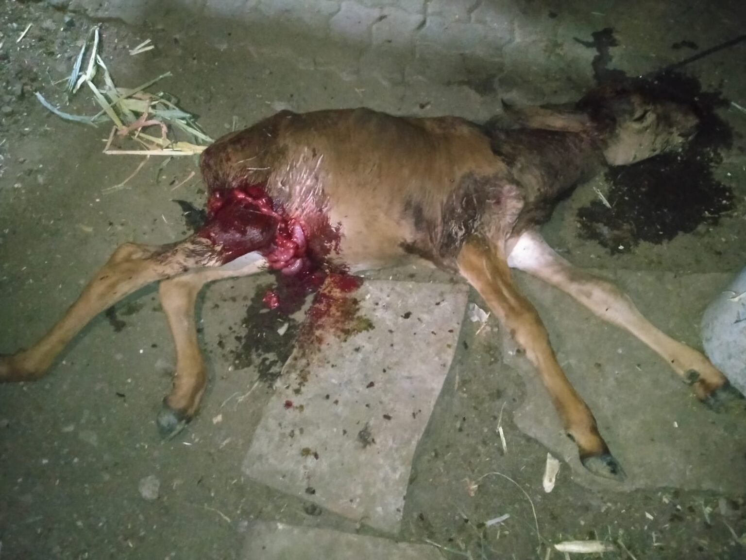 वाकडमध्ये भटक्या कुत्र्यांचा रक्तरंजित हल्ला – वासराचा मृत्यू, नागरिकांमध्ये भीतीचे वातावरण