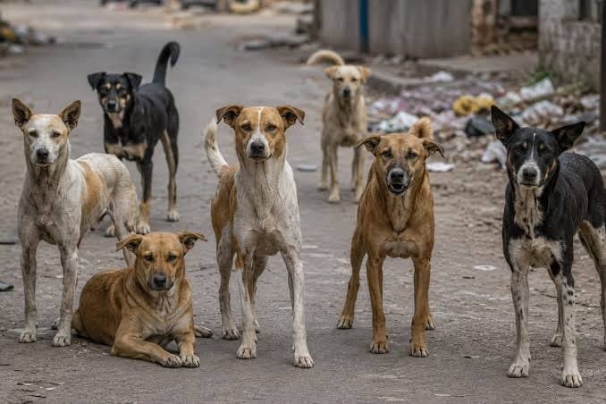 भटक्या कुत्र्यांचा बंदोबस्त करा – नाना काटे